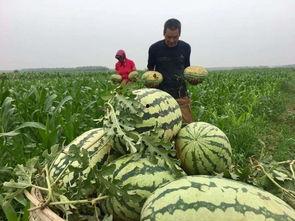 吃瓜群众在七零 朝阳吃瓜群众最新网站,揭秘吃瓜群众最新网站背后的热点事件
